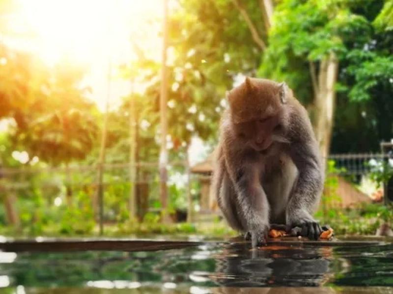 Een aapje zit bij een plas water tijdens de groepsreis Bali
