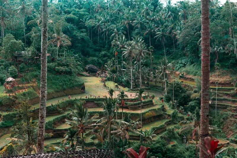 Rijstvelden en palmbomen tijdens de groepsreis Bali!