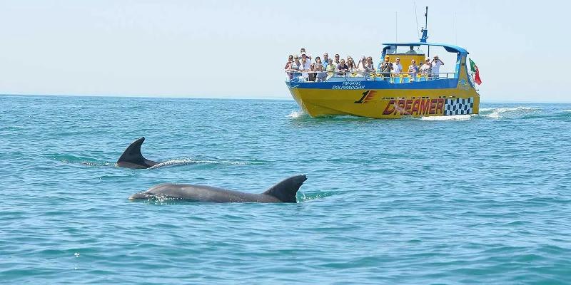 Dolfijnen spotten op jongerenreis in Albufeira