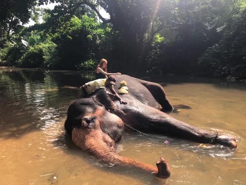 Persoon die een olifant wast tijdens de groepsreis Sri Lanka