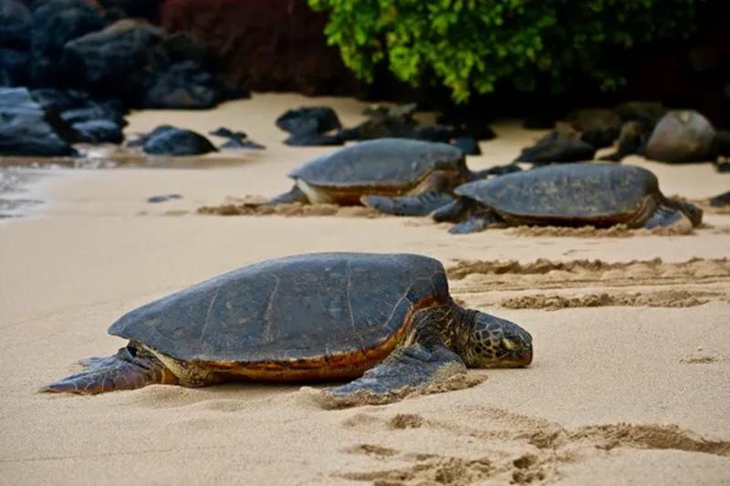 Schildpadden op strand in Sri Lanka met groepsreis