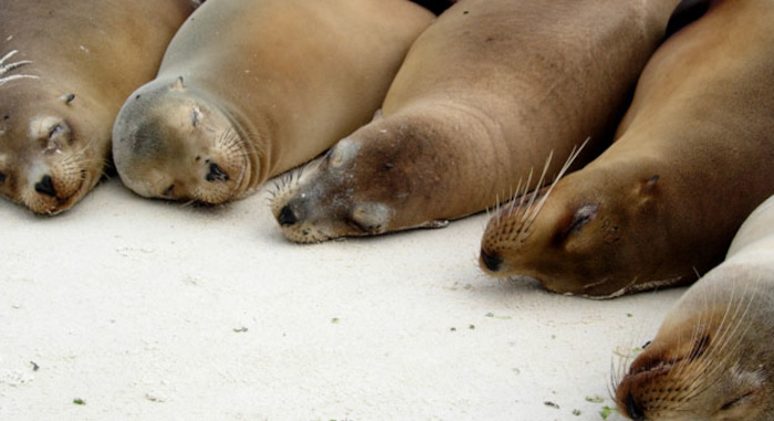 robben op het strand tijdens dierenkamp
