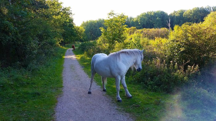 Paard in de natuur bekijken tijdens een ander kamp dan danskampen