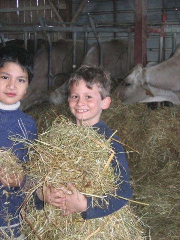 garçons avec du foin dans les bras et des vaches en colonie nature