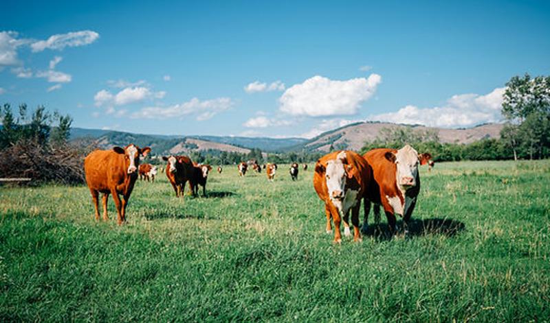 pré avec des vaches en colo de vacances