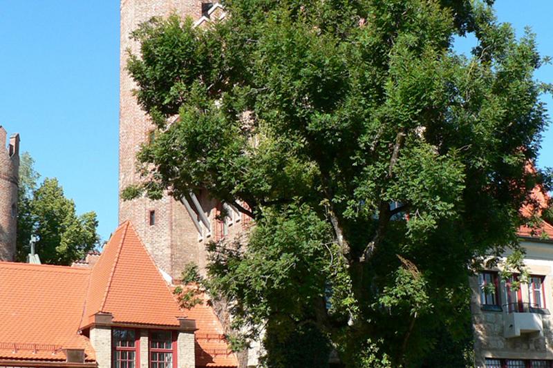 München tijdens taalreis Duitsland