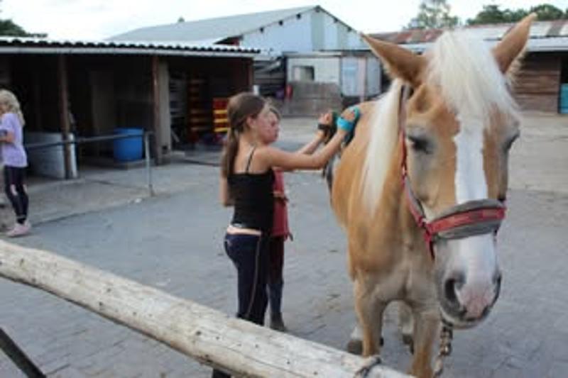Ponykamp Antwerpen Zomervakantie - Foto 3