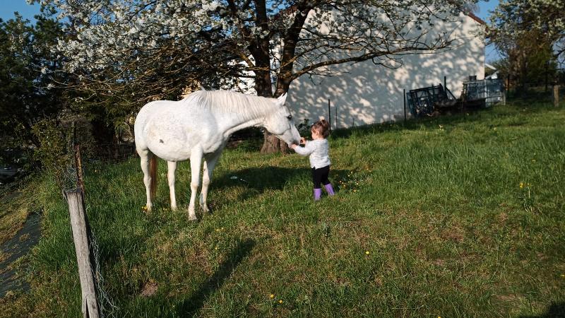 petite fille avec un cheval blanc en colonie de vacances à la ferme