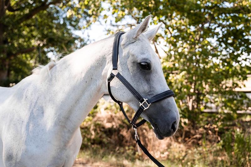 Wit paard op paardrijden kamp