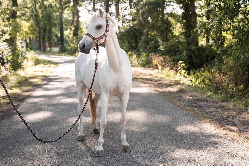 Prachtig wit paard op paardrijden kamp