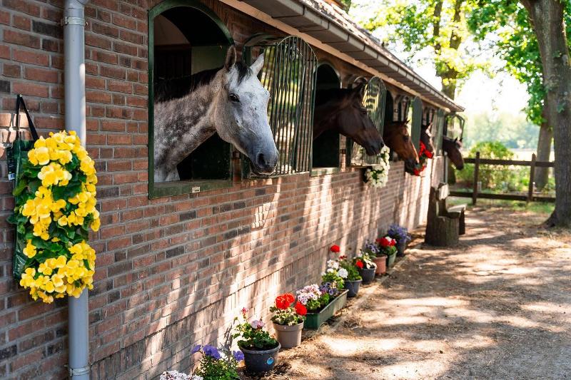 Paarden op stal op paardrijden kamp