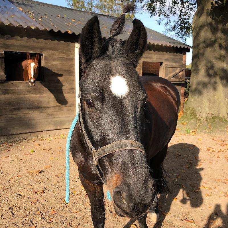 Pony op paardrijdenkamp zomer