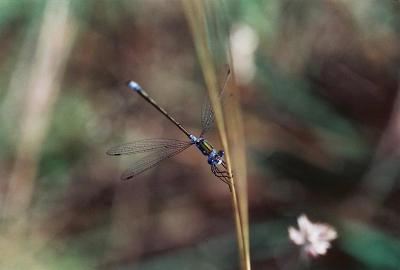 Insecten Zomerkamp Zeeland - Zeeland