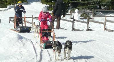 Colonie Musher et Chiens de Traîneaux à Font Romeu Colonie Musher et Chiens de Traîneaux à Font Romeu - Pyrénées-Orientales