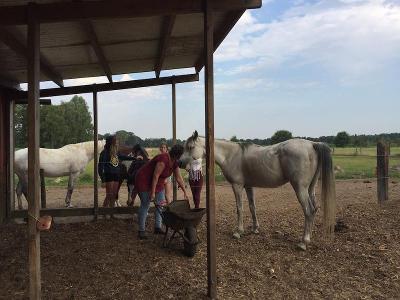 Jongeren Paardenkamp 5-daagse Westmalle