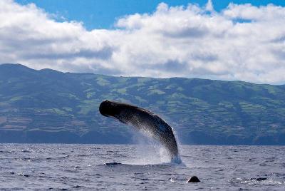 Vakantiekamp op de Azoren - Ponta Delgada