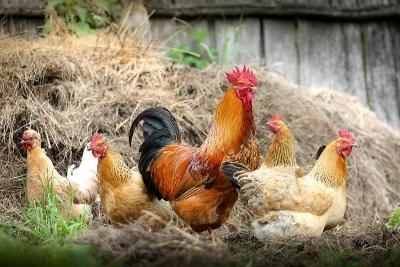 Boerderij Kampen 2025