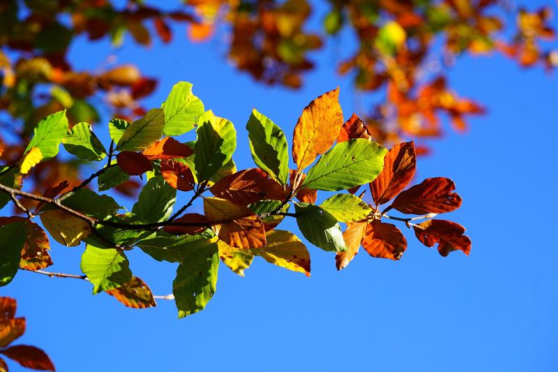 Herfstvakantie België 2026 